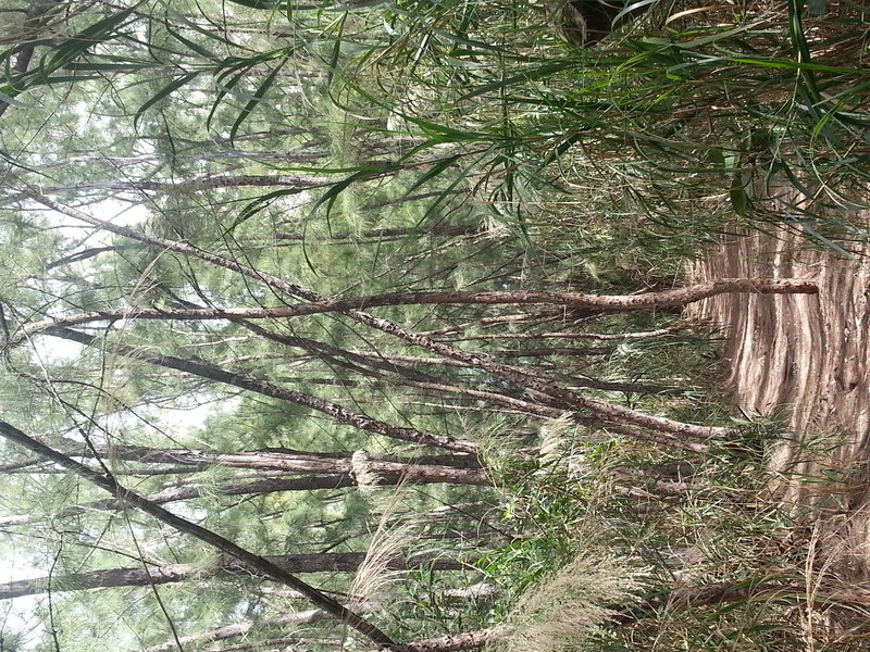 path, tree, oleta river state park, beauty in nature, non-urban scene, north miami beach, day, tranquil scene, dirt, growth, woodland, cyprus pine, branch