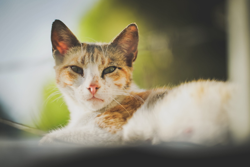 animal themes, whisker, abyssinian, feline, manx, cyprus cat, pregnant, pets, pet, animal head, 4K, mugshot, cat portrait, portrait, kitten, day, looking at camera