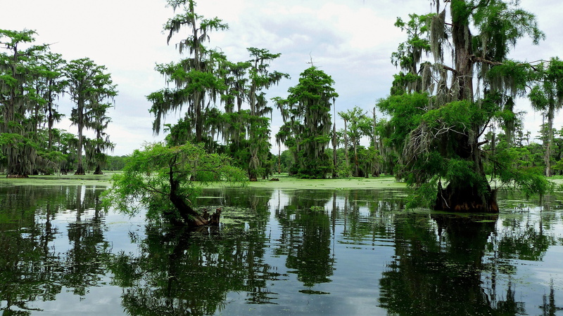 animal, tree, waterfront, scenics - nature, reflection, louisiana, water, 4K, plants, non-urban scene, no people, lake, outdoors, cypress, beauty in nature