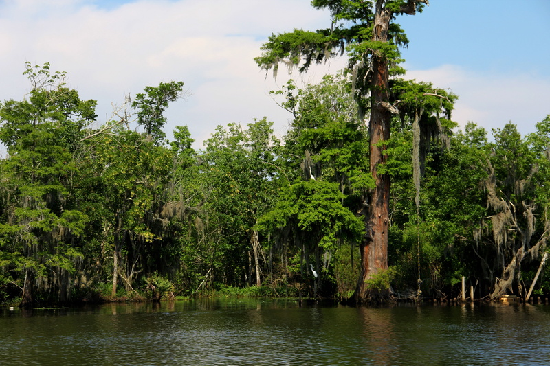 louisiana, river, water, south, sky, moss, cypress, tranquility, beauty in nature, growth, plant, tree, nature, waterfront, outdoors, green color, 5K