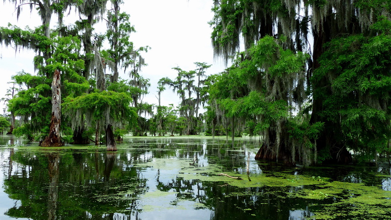 day, tranquility, tree, plants, lake, tranquil scene, reflection, park, cypress, waterfront, 4K, marsh, outdoors, louisiana, scenics - nature, beauty in nature