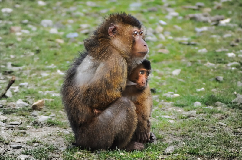 nature, group of animals, animal, baby, embrace, barbary macaque, barbary ape, mammal, looking, sitting, grass, fear, child, primate, animal themes, ape