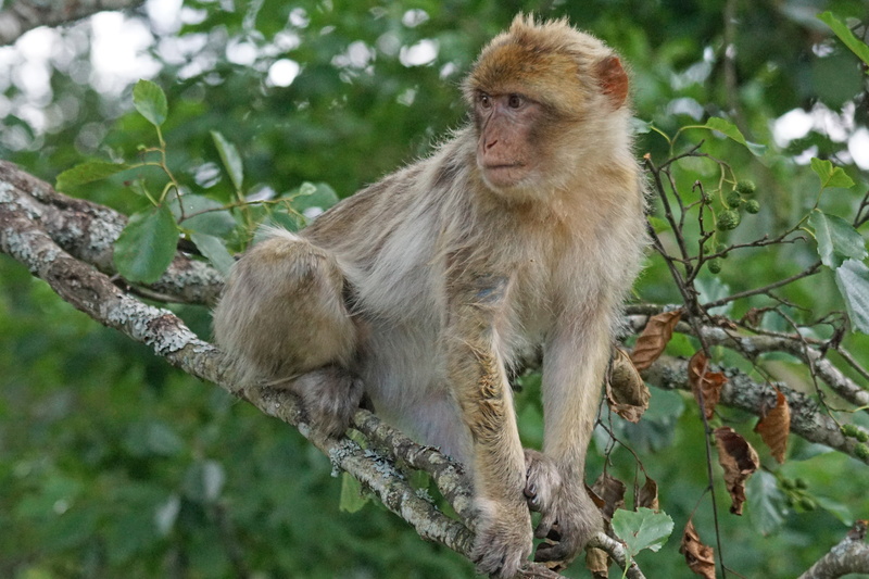 morocco, plant, animal wildlife, day, old world monkey, primate, löffingen, sitting, focus on foreground, black forest park, nature, vertebrate, looking