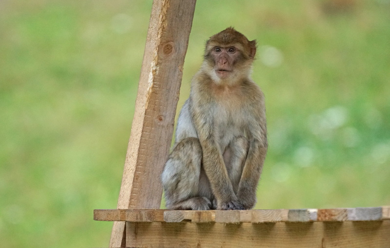 sitting, primate, barbary ape, 5K, baboon, looking, focus on foreground, wood - material, pavia like, nature, animals in the wild, tree, no people, mammal