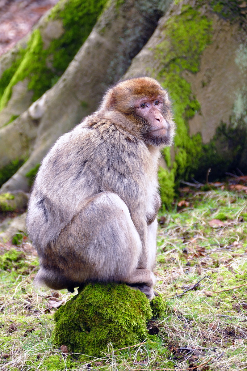 animal themes, outdoors, sylvanus, nature, looking, animal wildlife, endangered, grass, natural, primate, barbary, animal, 5K, brown, macaque, wildlife