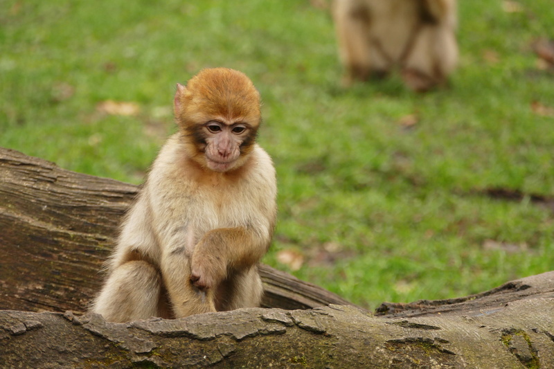wild, sitting, plant, small, animal, portrait, 5K, nature, outdoors, looking at camera, primate, no people, young, brown, macaca, baby, endangered, animals in the wild