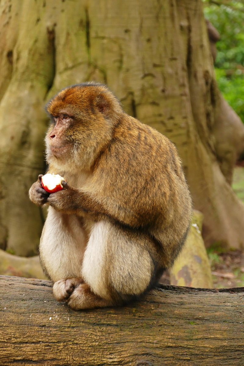 animals in the wild, morocco, food, day, sylvanus, no people, cute, macaca, animal themes, 5K, vertebrate, barbary macaque, barbary, focus on foreground