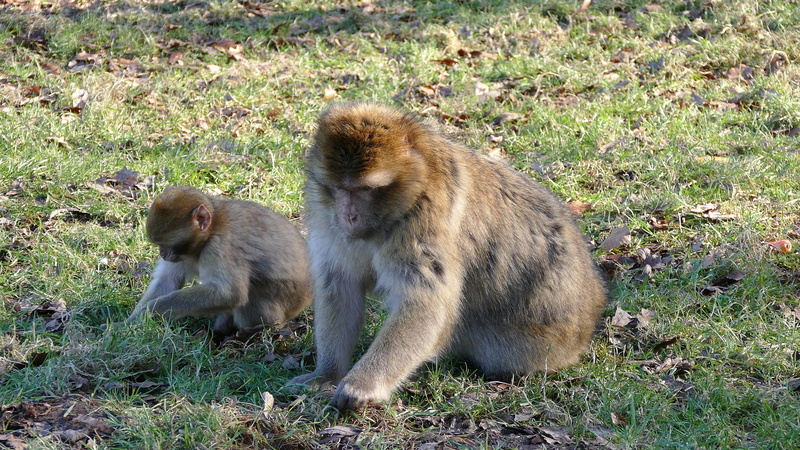 sylvanus, barbary, animal wildlife, group of animals, monkeys, no people, primate, magot, outdoor, baboon, nature, 4K, wild, brown, grass, animal, animals in the wild