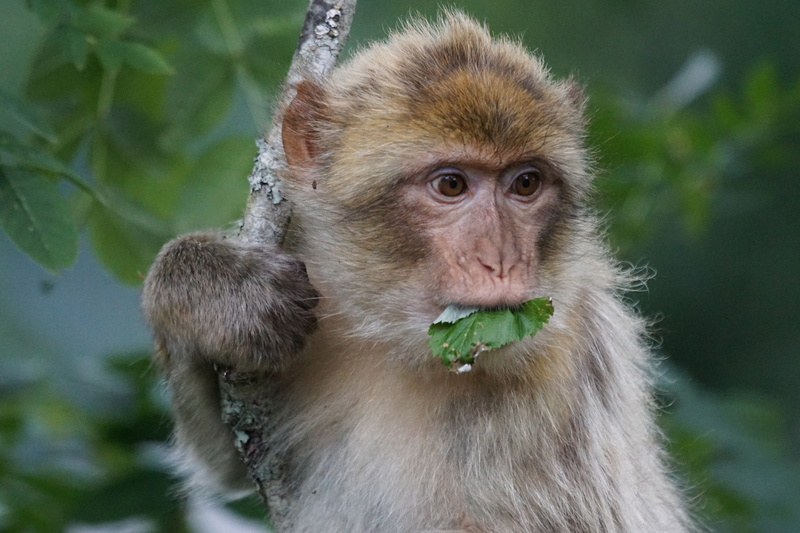 morocco, portrait, monkey, outdoors, gibraltar, vertebrate, animal wildlife, löffingen, day, algeria, plant, animals in the wild, Old World Monkey, Primates