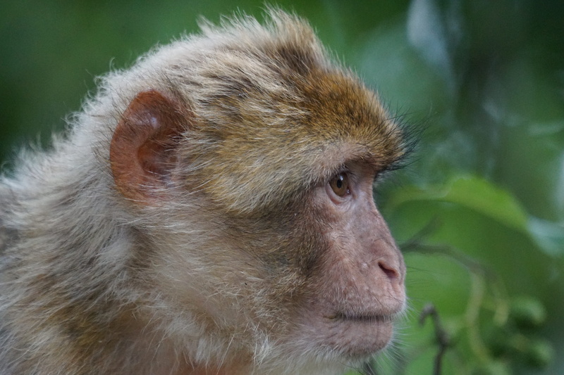 5K, mountains, one animal, looking, animal themes, Primates, baboon, löffingen, omnivore, no people, portrait, animal wildlife, pavia like, animal hair