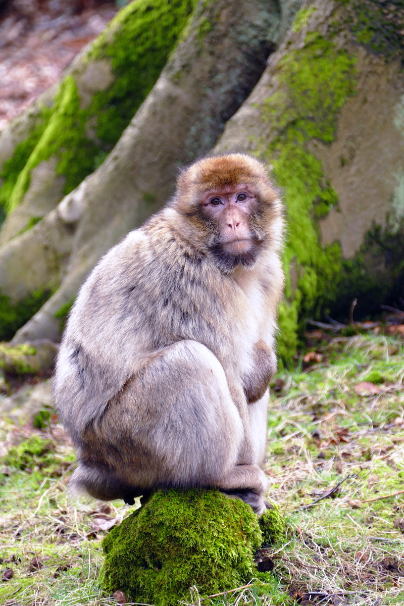 one animal, focus on foreground, sylvanus, tropical Rainforest, asia, day, wildlife, natural, wild, barbary, macaca, forest, vertebrate, animals In The Wild