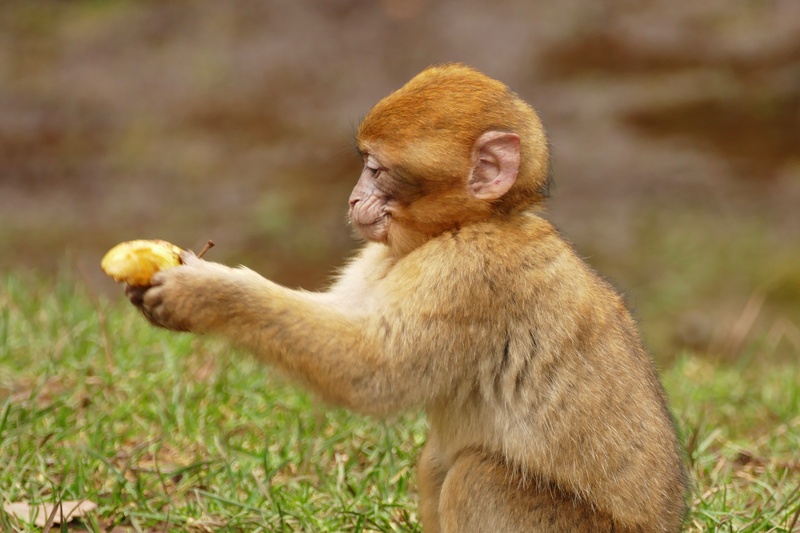 eating, natural, morocco, cute, wild, ape, holding, vertebrate, infant, animal, africa, yellow, barbary macaque, mammal, macaca, fruit, monkey, juvenile