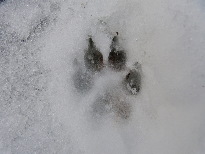 beauty in nature, wolf, land, daytime, cold temperature, nature, winter, dog, snow, cold, no people, foot, track, claw, water, power in nature, power, white