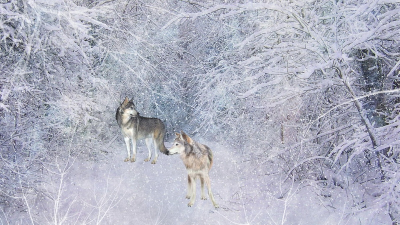 wolves, trees, 3d and abstract, snow, winter, firefox persona, 1080P, cold, painting, long, wolf, frost, path