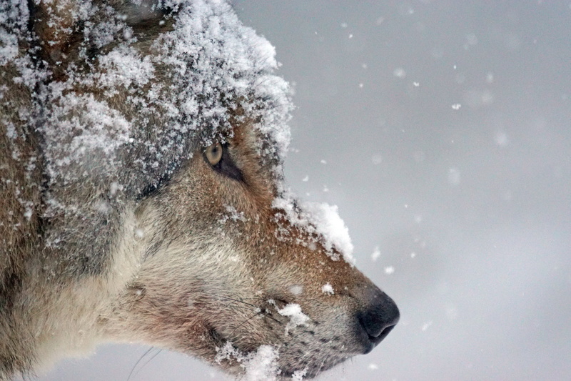 animals In The Wild, cold - Temperature, domestic animals, animals Hunting, arctic, white, 5K, outdoors, mammal, vertebrate, ice, gray Wolf, animal Nose