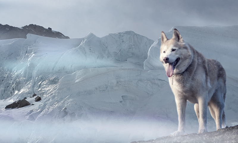 domestic animals, covered, shallow focus, climate, siberian, day, shallow, one animal, glacier, daytime, dog, mountain, siberian husky, photography, focus