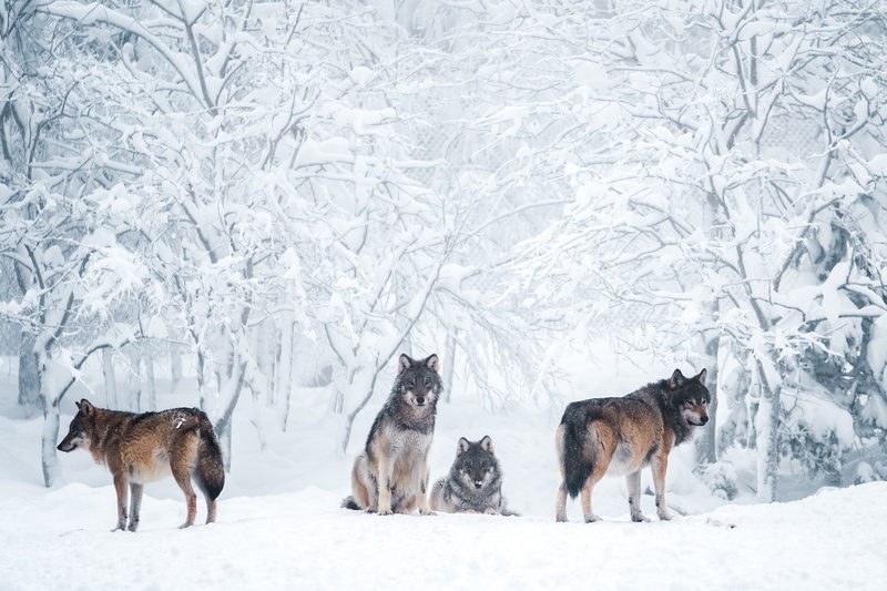 company, nature, grey, pack, 4K, wolves, trees, the snow, party, frost, winter, snow, wolf, light background, branches, forest, four