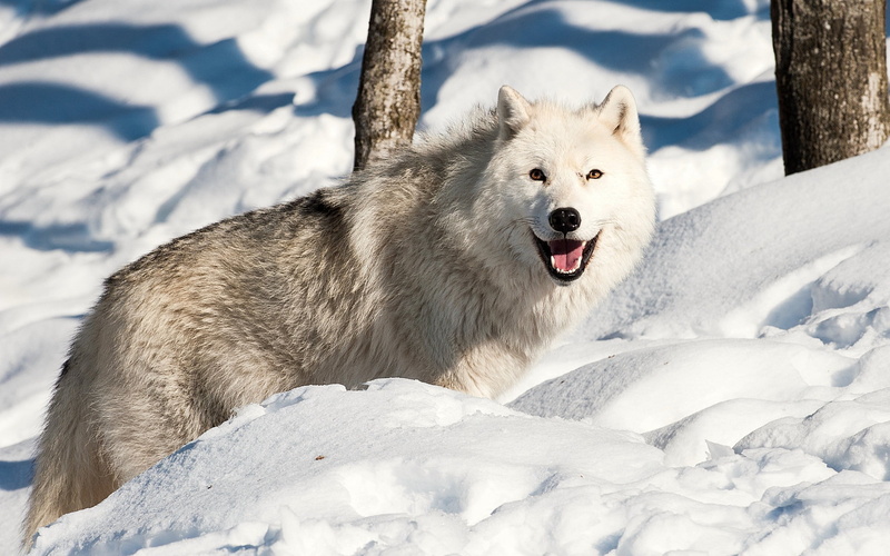 snow, domestic animals, outdoors, animal themes, beauty In Nature, pets, cold temperature, dog, mouth open, mammal, gray, land, day, vertebrate, cute, winter