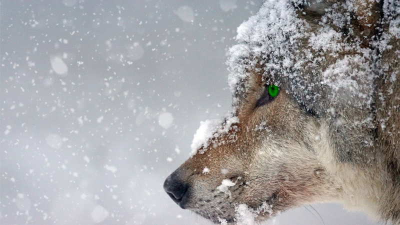no people, animal themes, snow, snowflake, cold, one animal, wild animal, photo, animal, animal head, piercing, eye, covered, snowing, animal wildlife