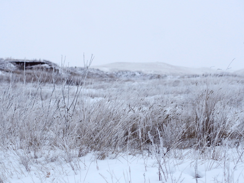 no people, storm, plant, land, clear sky, grass, landscape, field, morning, cold temperature, hills, day, tranquil scene, steppe, environment, wolf, frost