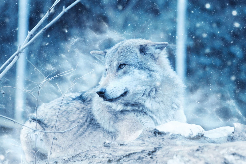 no people, day, ice, wild, outdoors, animal, winter, frozen, cold, wolf, extreme weather, daylight, frost, scenic, dog, mammal, animals in the wild, fur