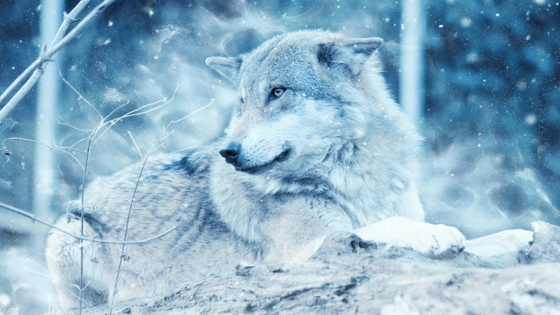 freezing, animal, animal themes, ice, animals in the wild, no people, arctic, frozen, animal wildlife, looking, wildlife, winter, sky, vertebrate, nature