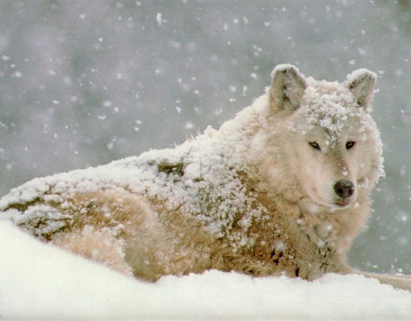 animal wildlife, animal Nose, frozen, Snow, fur, focus on foreground, day, forest, winter, snowing, animal Head, animals In The Wild, 480P, purebred Dog