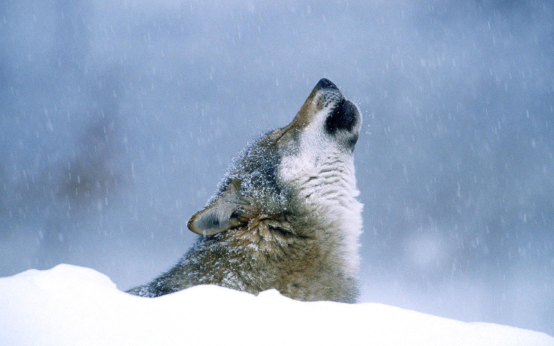 marine, white, blue, snowing, snow, animal head, water, tan, cute, animals In The Wild, cold - Temperature, mammal, no People, underwater, outdoors, day