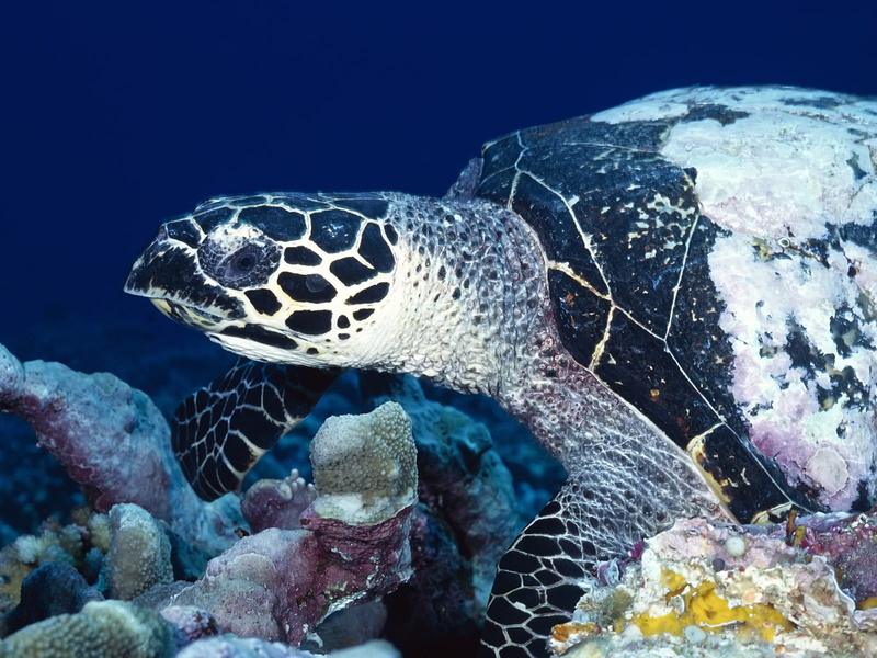 marine, coral, leopard, textile, black, sea, no people, undersea, swimming, animal wildlife, print, water, 720P, sea life, animals in the wild, brown