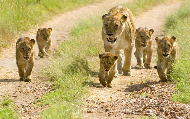 animals, lion, vertebrate, 2K, animals in the wild, cat, no people, female animal, lion - feline, cub, safari, feline, nature, animal wildlife, lion cub