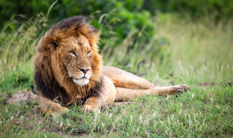 big cats, 1080P, animals, lion