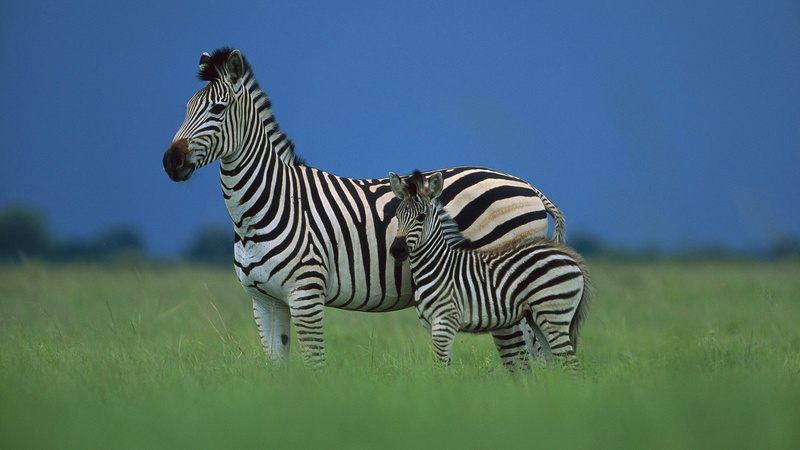 1080P, savanna, foal, zebra, zebra foal, sky, africa