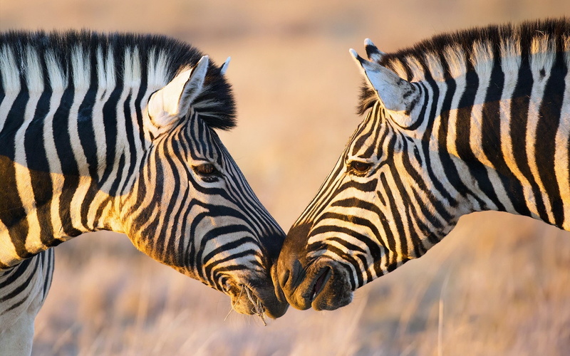Africa, 1080P, Two, Face, Zebras