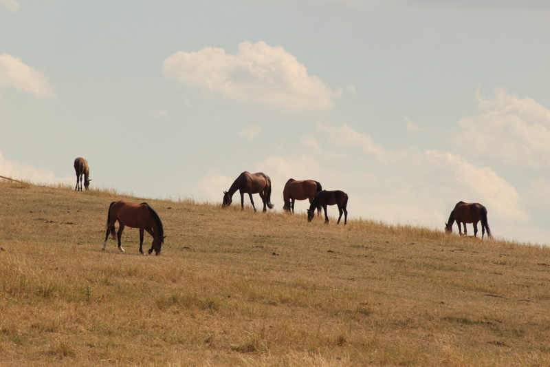 domestic animals, mammal, animal, land, pastando, vertebrate, herd, field, caballo, stallions, hillside, plant, 5K, group of animals, sky, animal wildlife