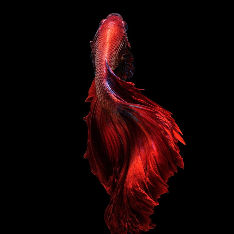 tropical, Siamese, betta, psychedelic, underwater, 720P, Fighting, fish