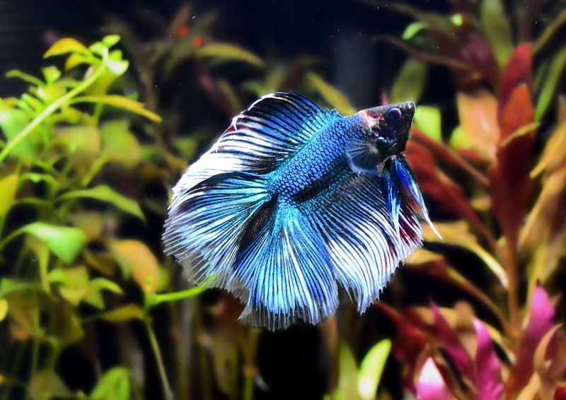 tropical, no people, underwater, plant part, blue, 720P, animals in the wild, purple, one animal, plant, vertebrate, leaf, animal wildlife, bird, multi colored
