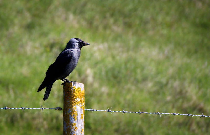 bill, carrion crow, barrier, bird, one animal, wooden post, wild, nature, black color, security, death, vertebrate, boundary, barbed wire, dark, post, sitting