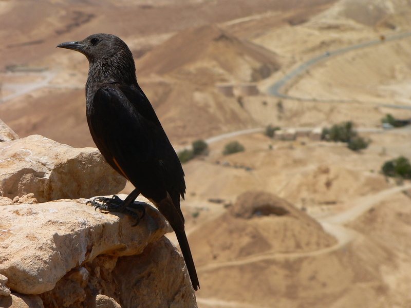 animals in the wild, rock, sunlight, animal wildlife, one animal, history, black, israel, deadsea, legion, day, animal, 2K, no people, masada, full length