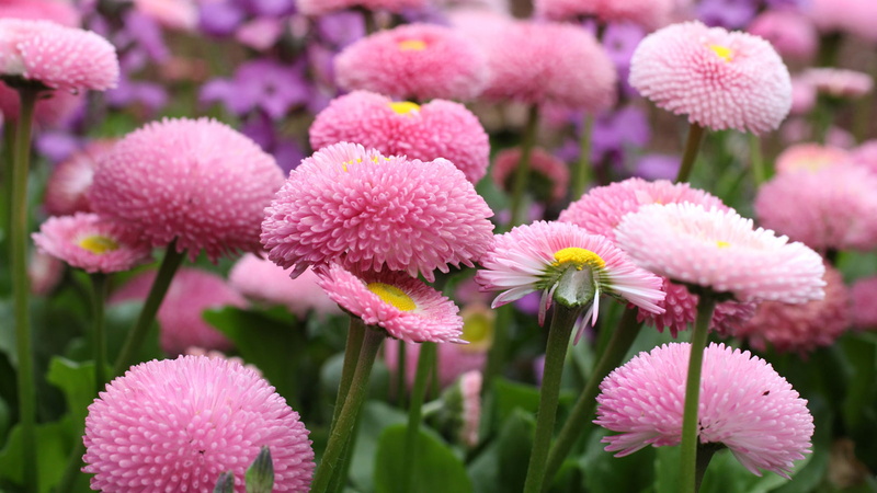 purple, freshness, plant, european, flowering plant, kind, growth, beauty in nature, close-up, daisies, petal, no people, asteraceae, pink color, family
