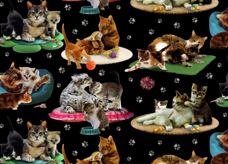 cats, every, kind, animals, collage, 1080P