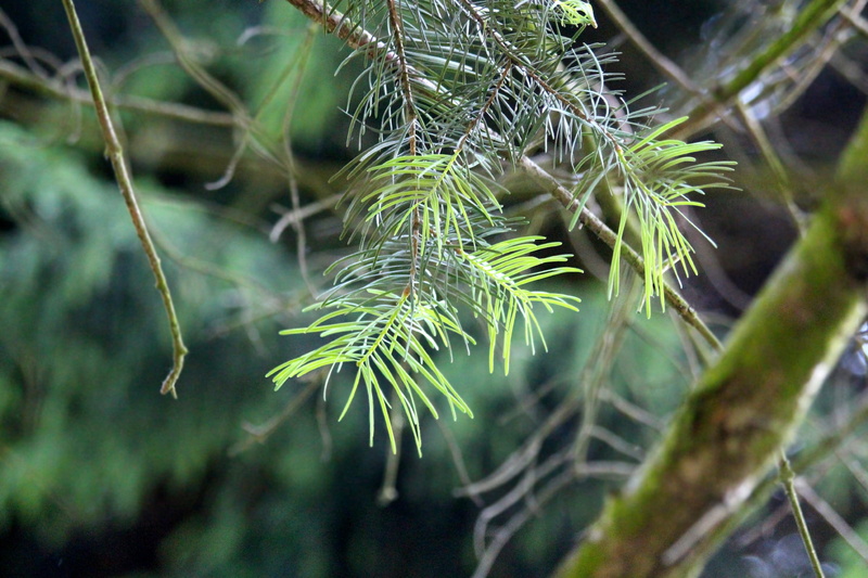 pine woodland, update of pine needles, plant, living nature, branch, green color, nature, focus on foreground, coniferous tree, closeup, close-up, environment
