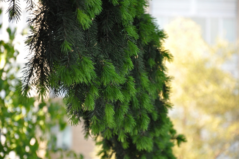 plant, day, coniferous tree, close-up, conifer, fir branch, living nature, animal themes, animal, Spruce, outdoors, bird, green color, Fir, beauty in nature