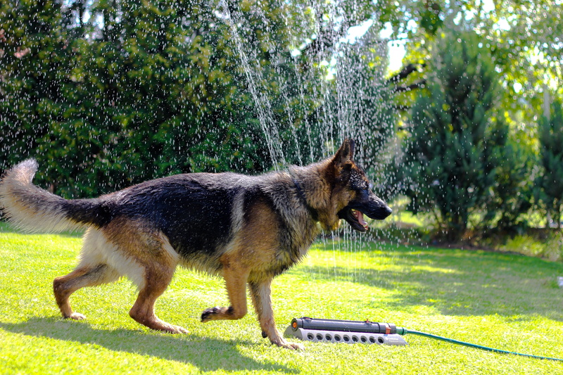 5K, loyalty, plant, profile view, no people, game, mood, summer, water, grass, attention, sunlight, green color, mammal, guard dog, domestic, domestic animals