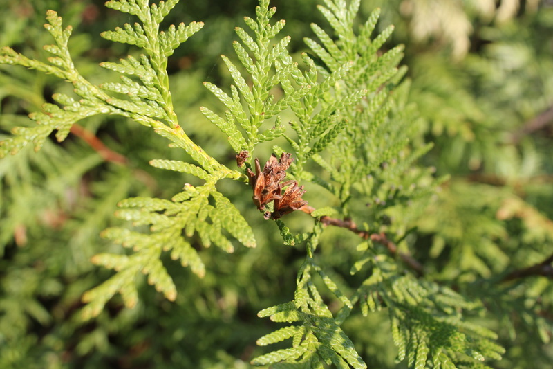focus on foreground, no people, selective focus, needles, pine cone, outdoors, conifer, growth, plant, update of pine needles, green, animal wildlife, living nature