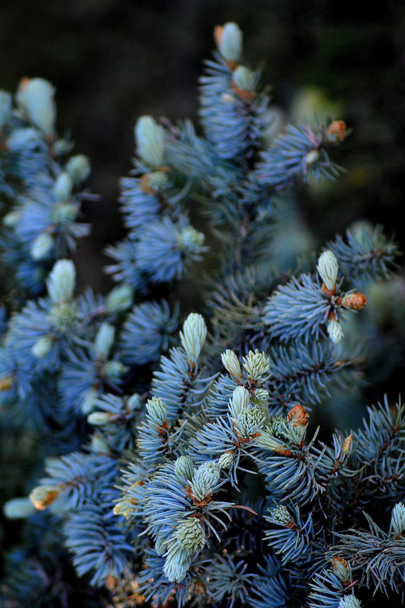 tranquility, blue, day, fir tree, update, needle - plant part, freshness, 2K, pine tree, no people, selective focus, green color, close-up, coniferous tree