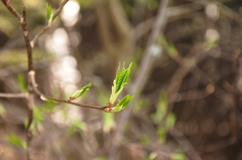 rostock, garden, tranquility, plant part, green color, animal wildlife, growth, green leaves, day, leaf, selective focus, sheet, close-up, green, kidney