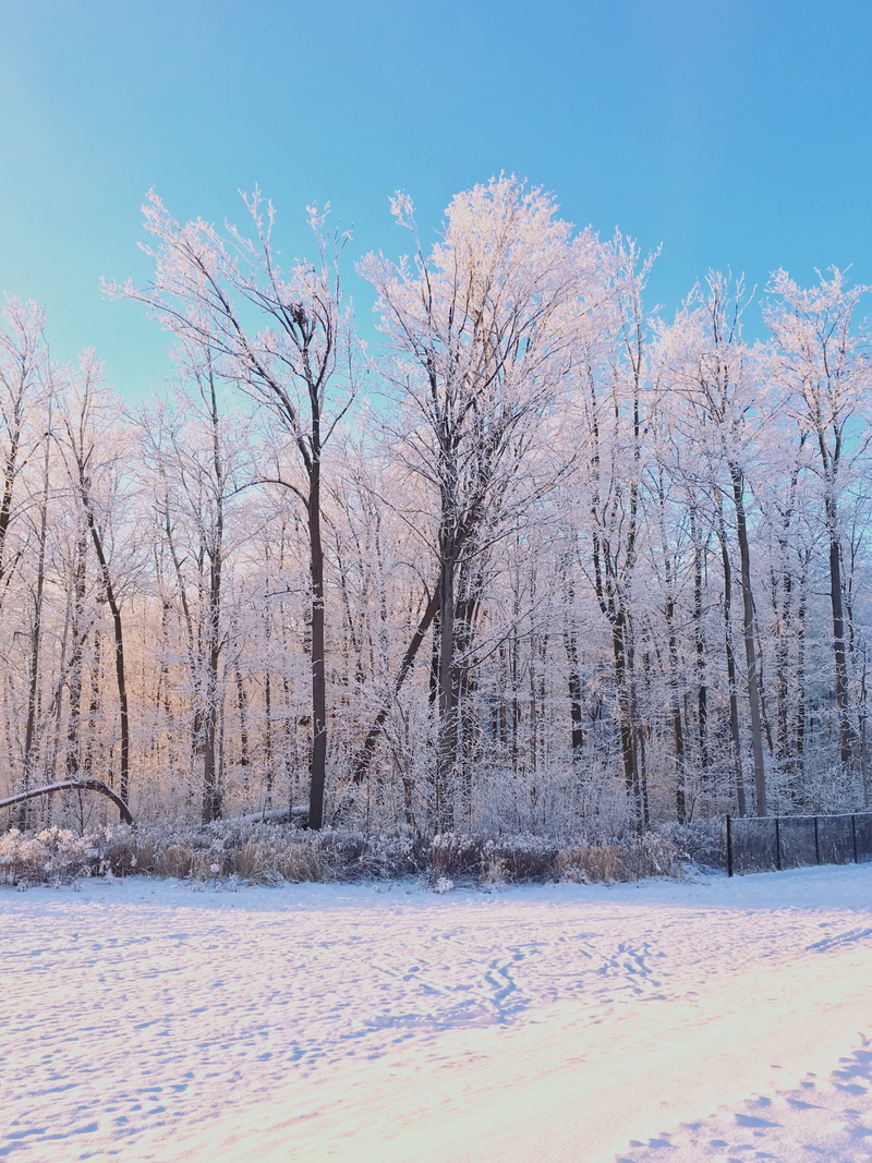 bare tree, 2K, tree, winter, nature, tranquility, beauty in nature, land, scenics - nature, waterloo, snow, ontario, ice, environment, trees, white color