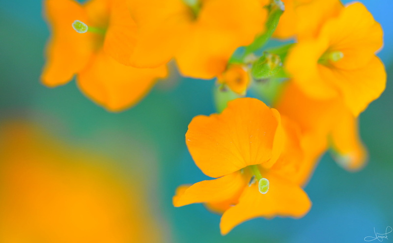 micro, 105mm, Nikon D700, close-up, Waterloo  Ontario, petaled, VR, macro, nature, photography, flower, macro photography, plant, yellow, 1080P, Nikkor