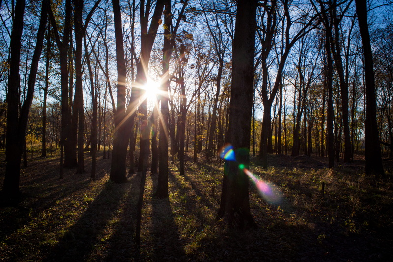 lens flare, woodland, land, tranquil scene, bright, field, silhouette, sunlight, sunbeam, waterloo, 4K, scenics - nature, streaming, outdoors, sun, sky