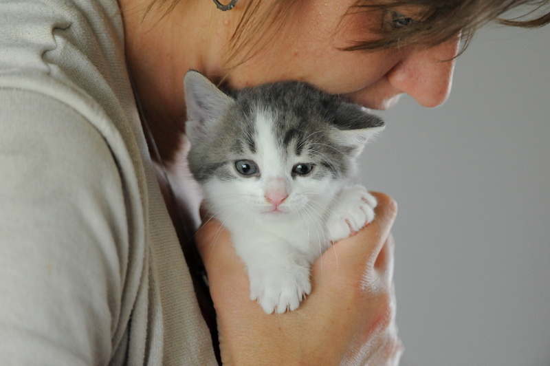adult, pet, cute, domestic animals, feline, vertebrate, portrait, domestic cat, mammal, indoors, serene, one person, canada, cuddle, cat, animal, looking at camera